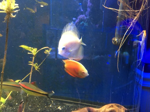 Red pigeon snow white discus