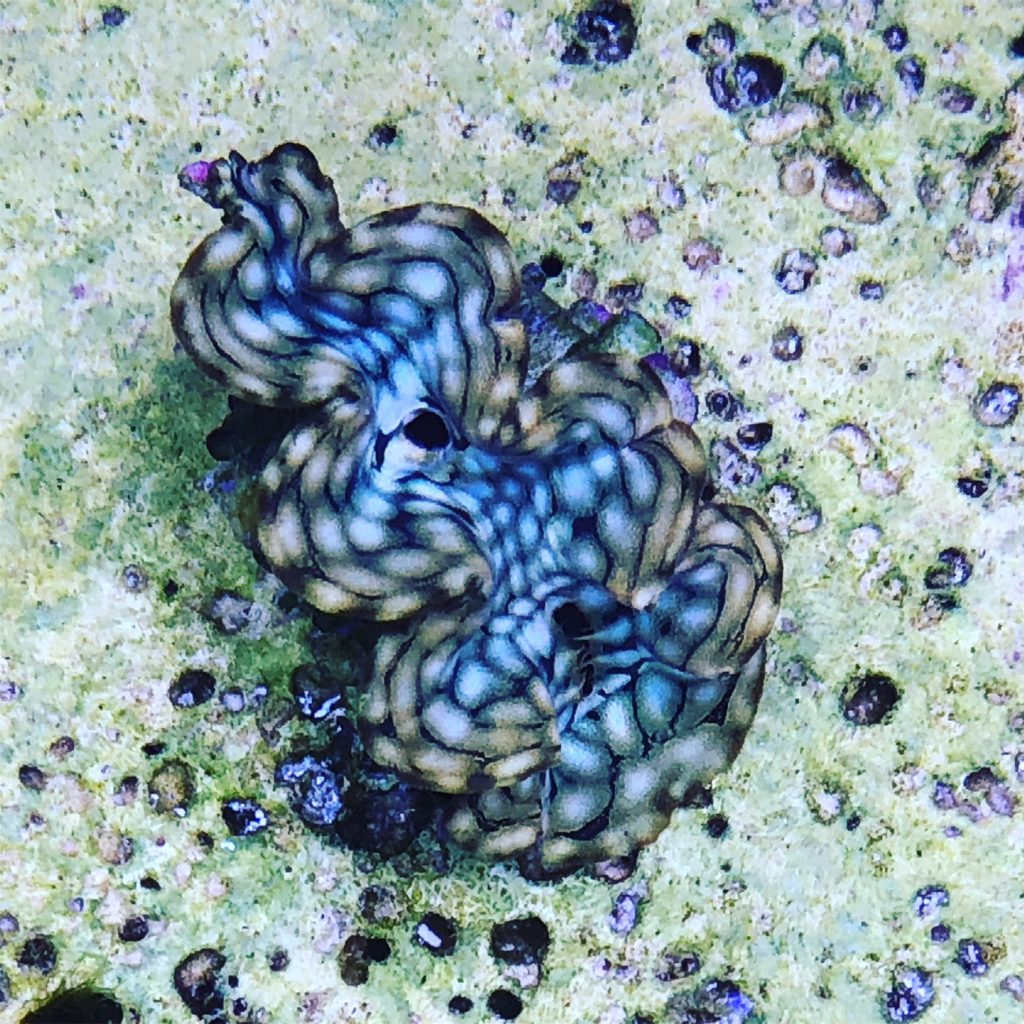 Squamosa clam 