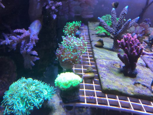 Mixing corals