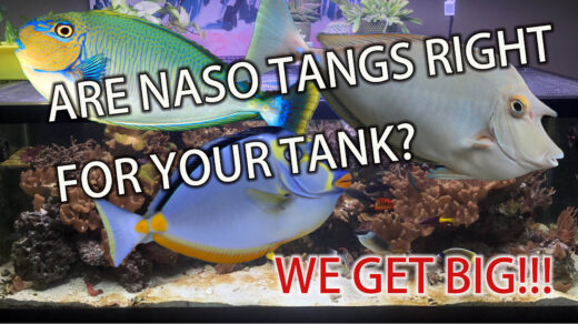 Are naso tangs right for your tank?