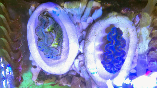 crocea clam and maxima clam