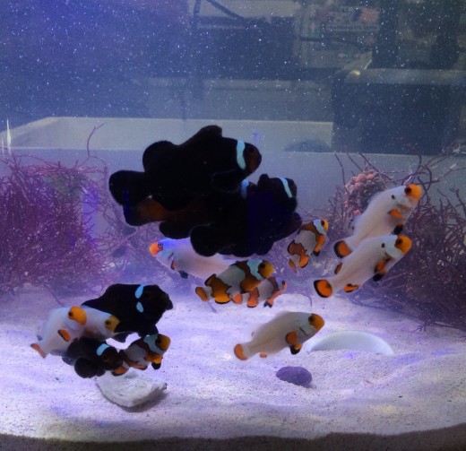 Designer Clownfish