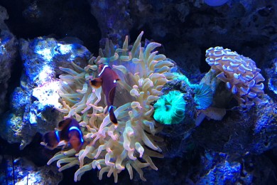 maroon clownfish fighting