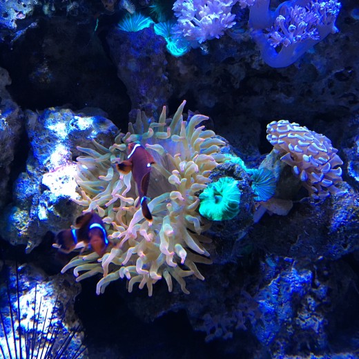 maroon clownfish fighting