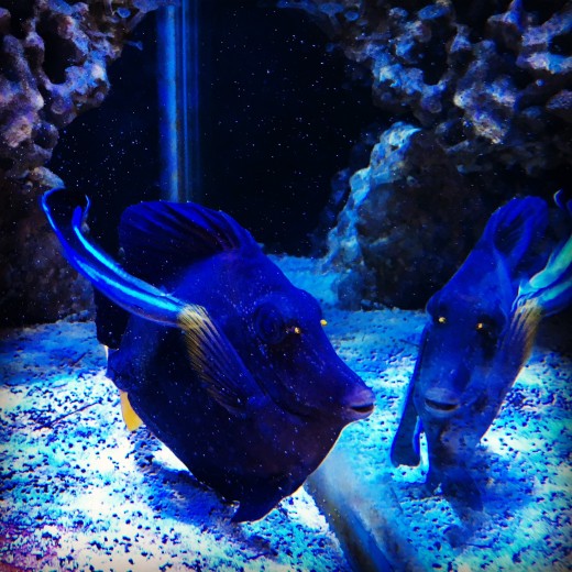 purple tang