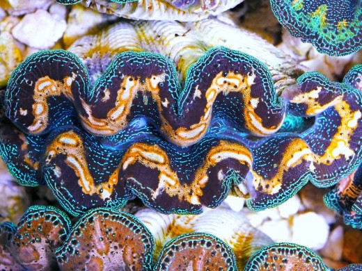 Ultra Aquacultured Crocea clam