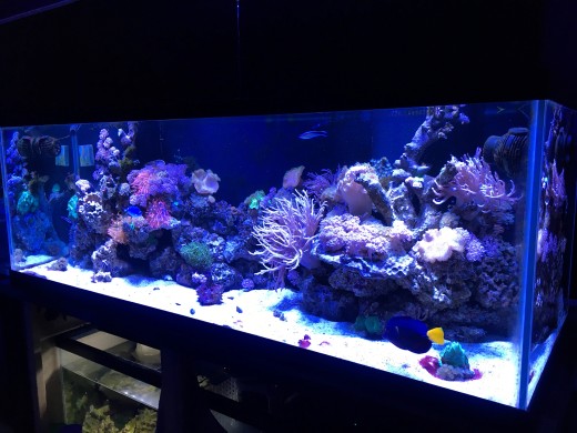 180 Reef 10102015