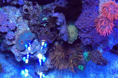 SPS + Anemone Zone