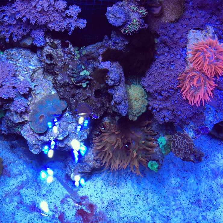 SPS + Anemone Zone