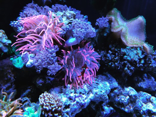 Maroon Hosting Anemone