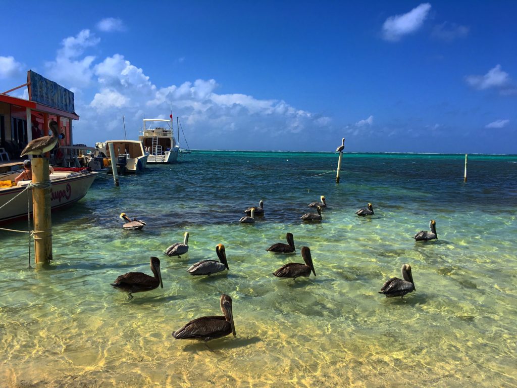 pelicans San Pedro Belize