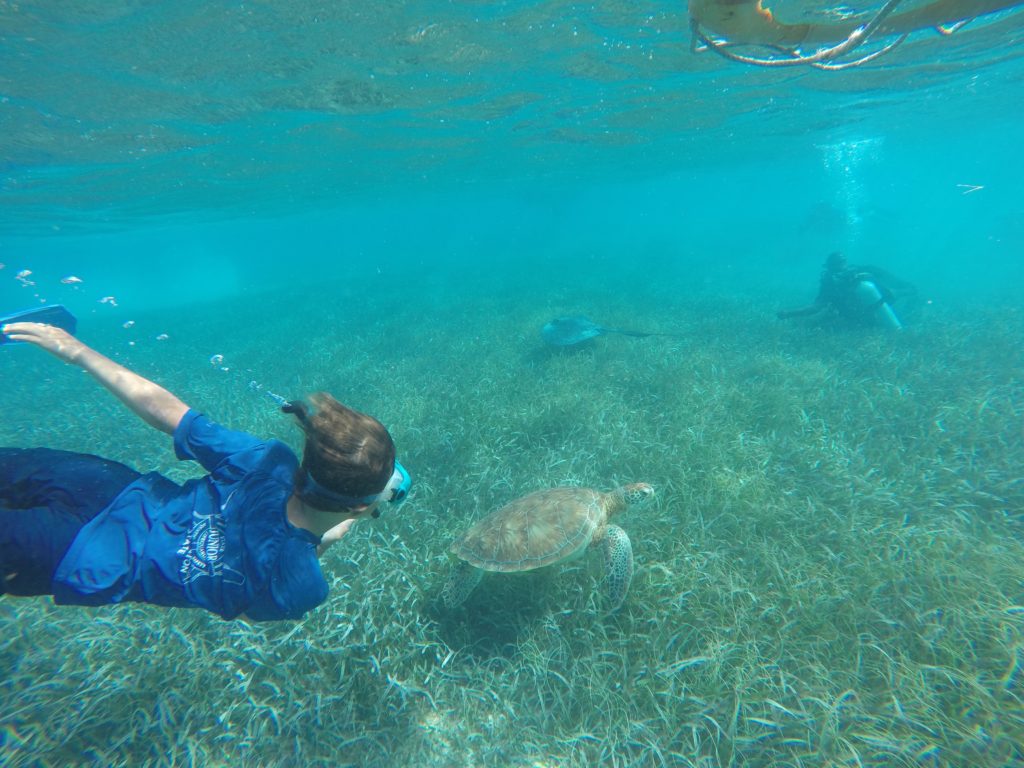 sea turtle in Ho Chan Marine 