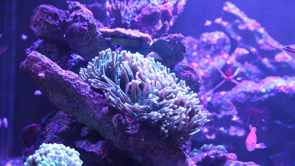 Torch coral