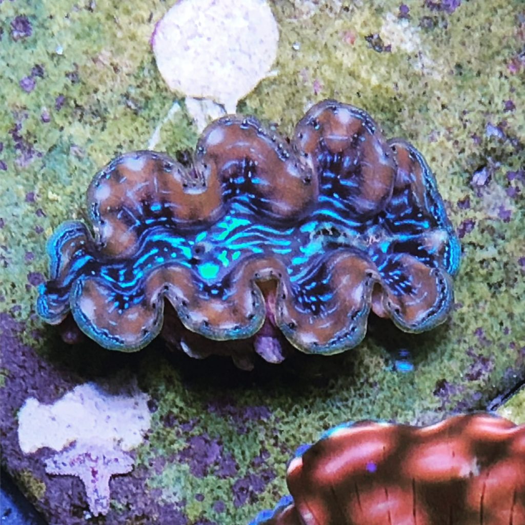 Mimosa clam 