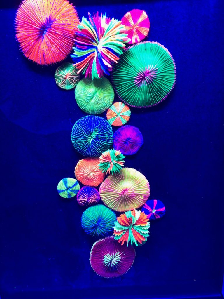 Coral art aquashella