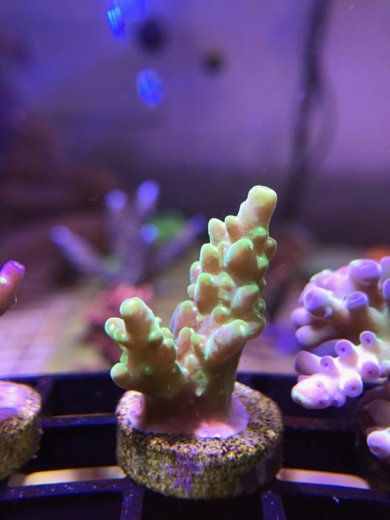 Wild toxic neon tabling acropora