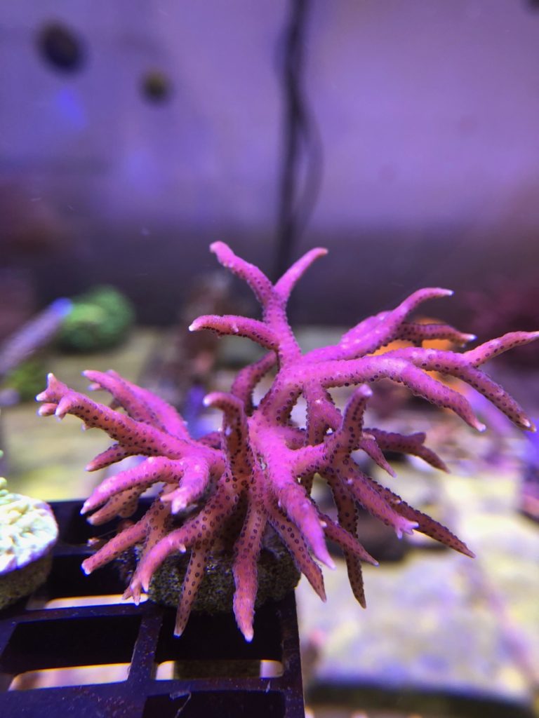 Pink birdsnest coral