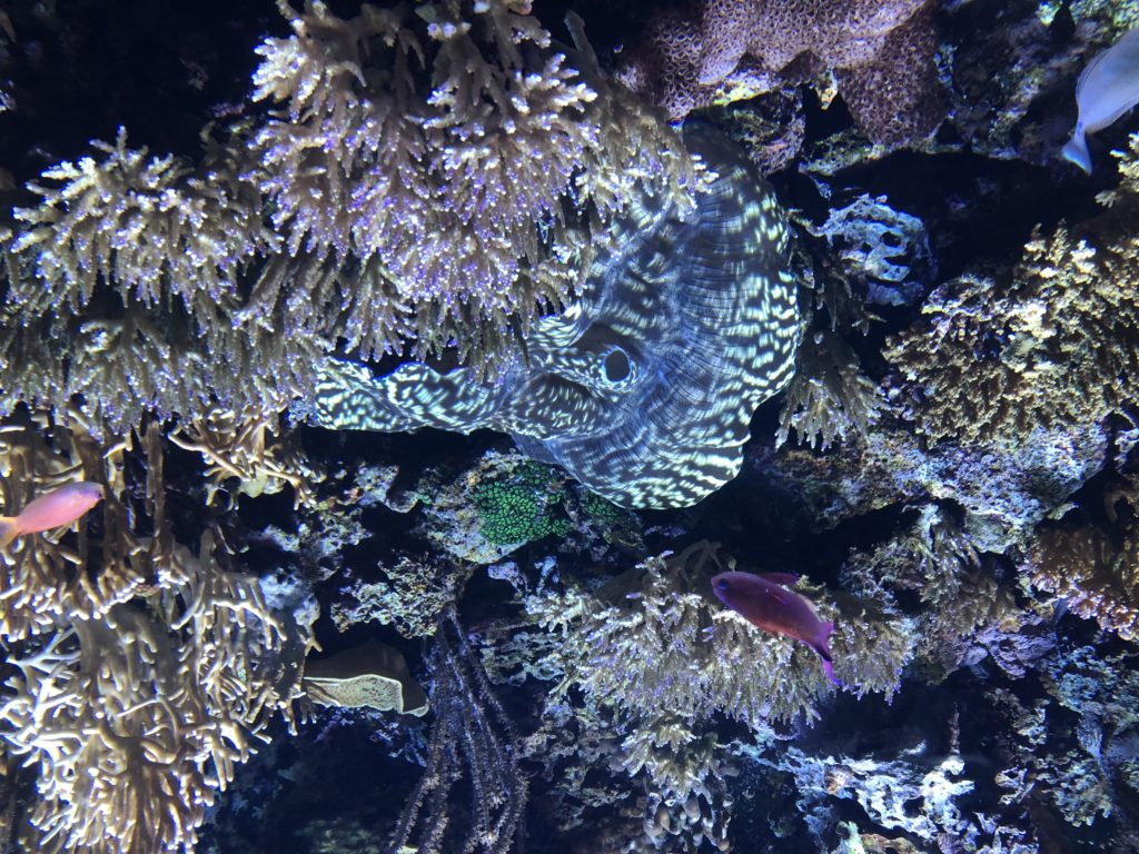 Tiger stripe Derasa clam