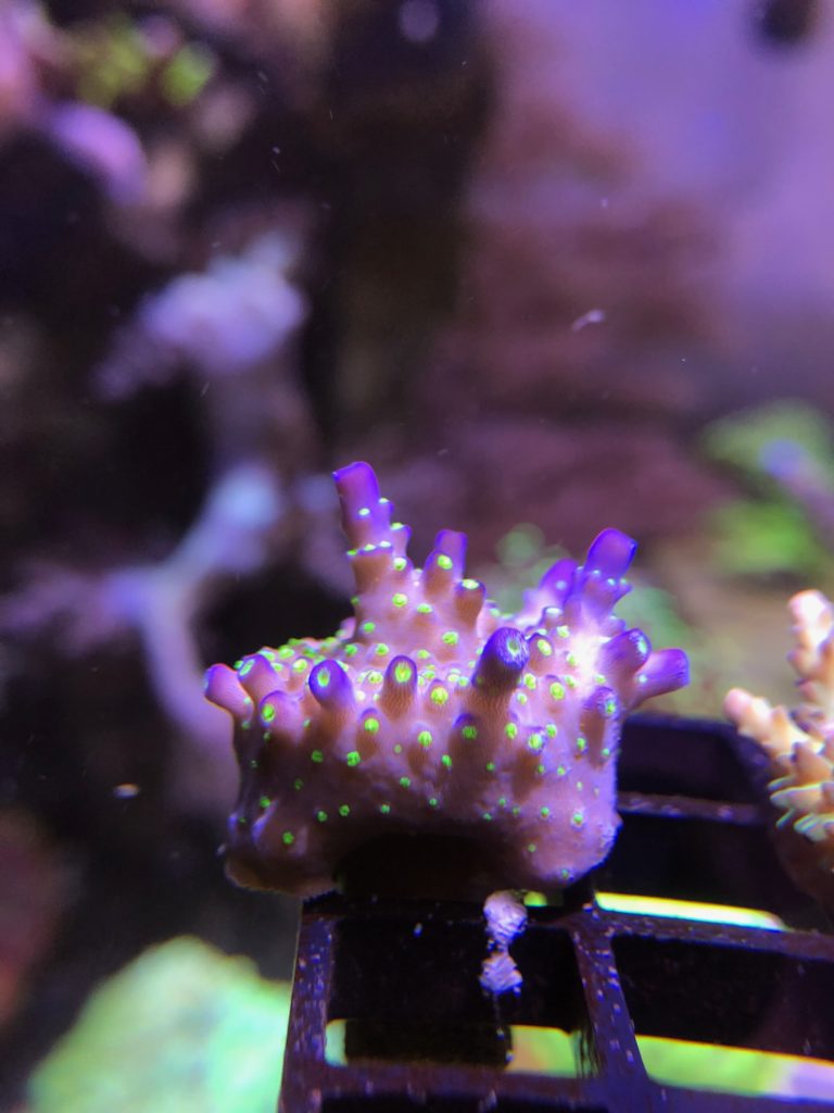 Classic tricolor acropora