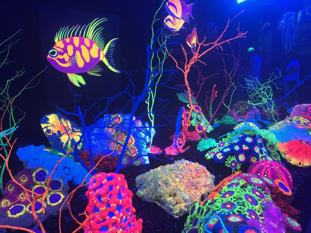 Glow display at aquashella
