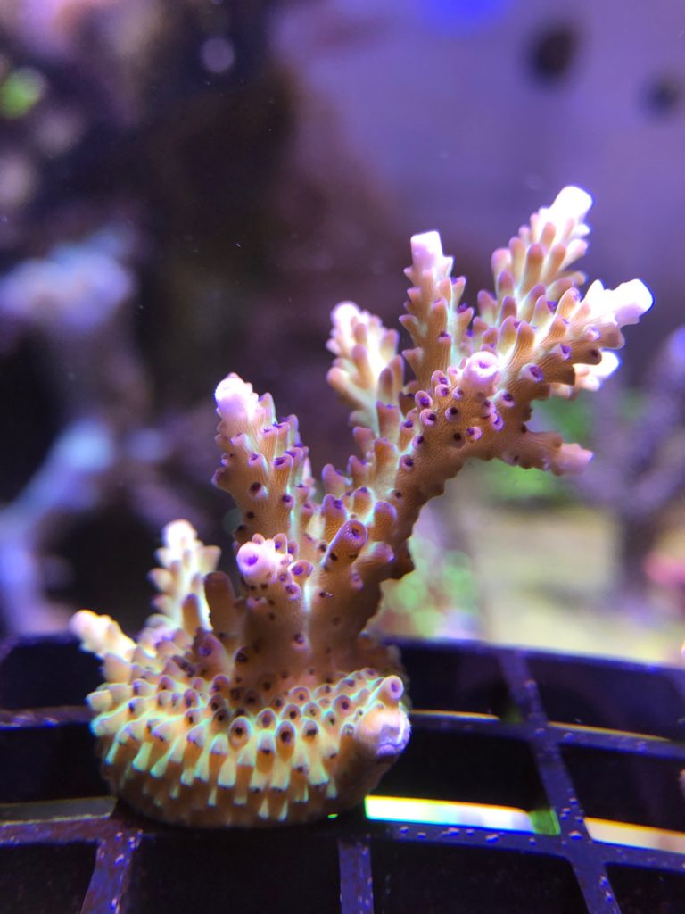 Dark knight acropora