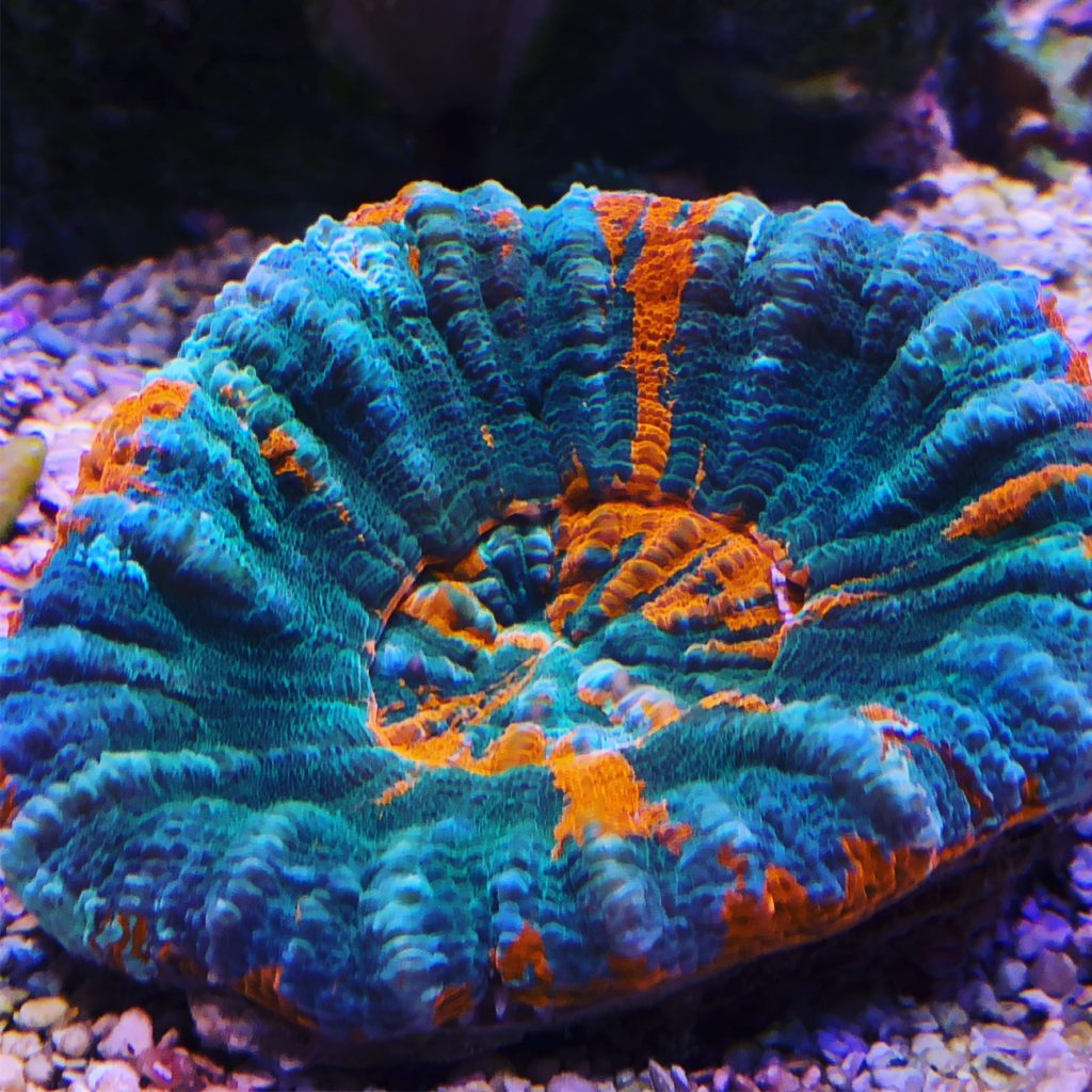 Scold coral