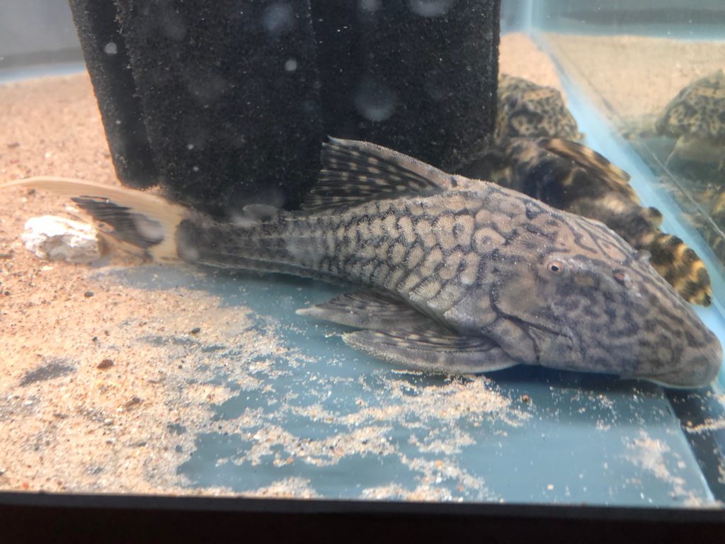 Large royal pleco aquashella