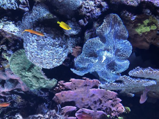 Derasa clam in Seattle aquarium