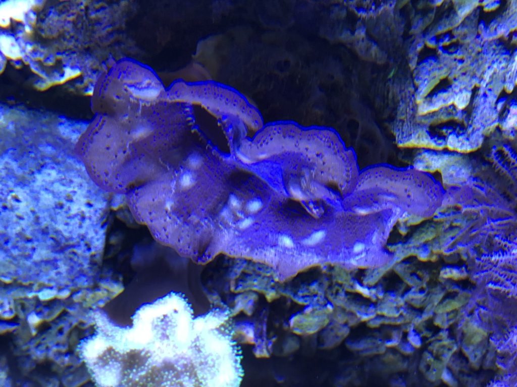 Crocea clam mantle