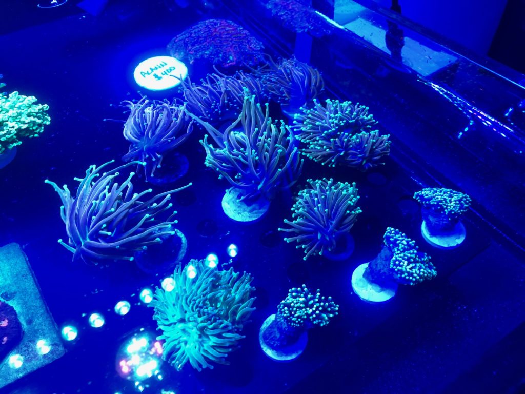 Torch corals Aquashella