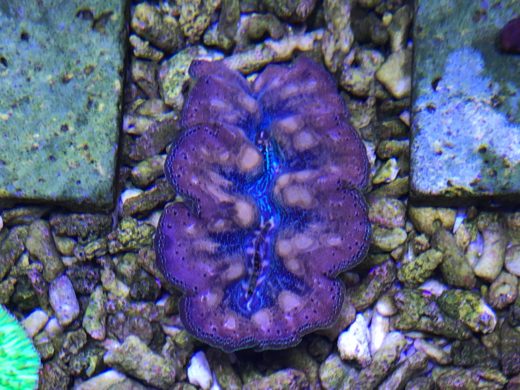Crocea clam mantle