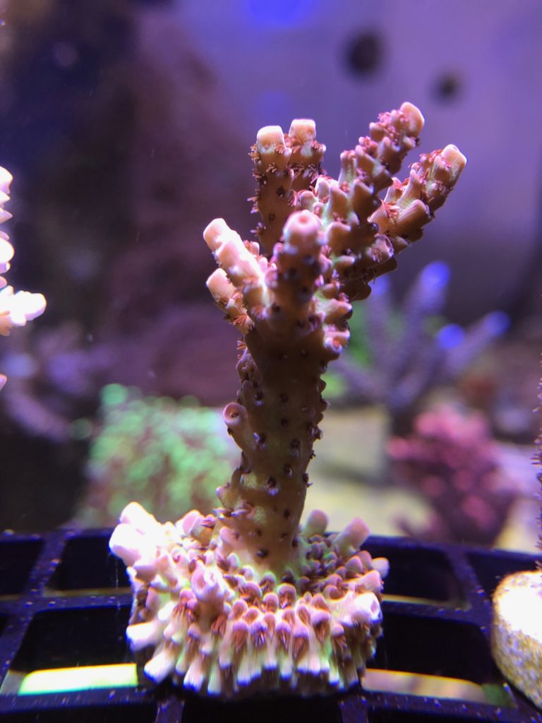 Strawberry shortcake acropora