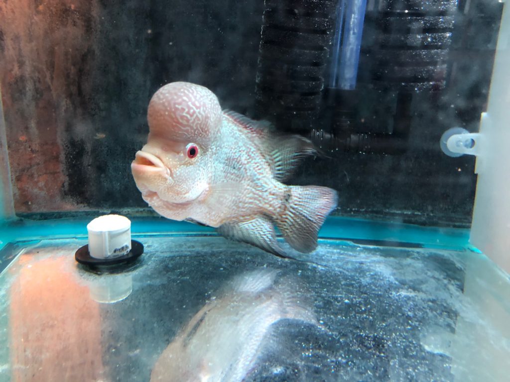 Flowerhorn aquashella