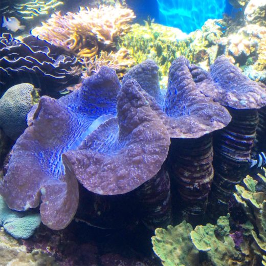 Gigas clam once lived in Waikiki Aquarium