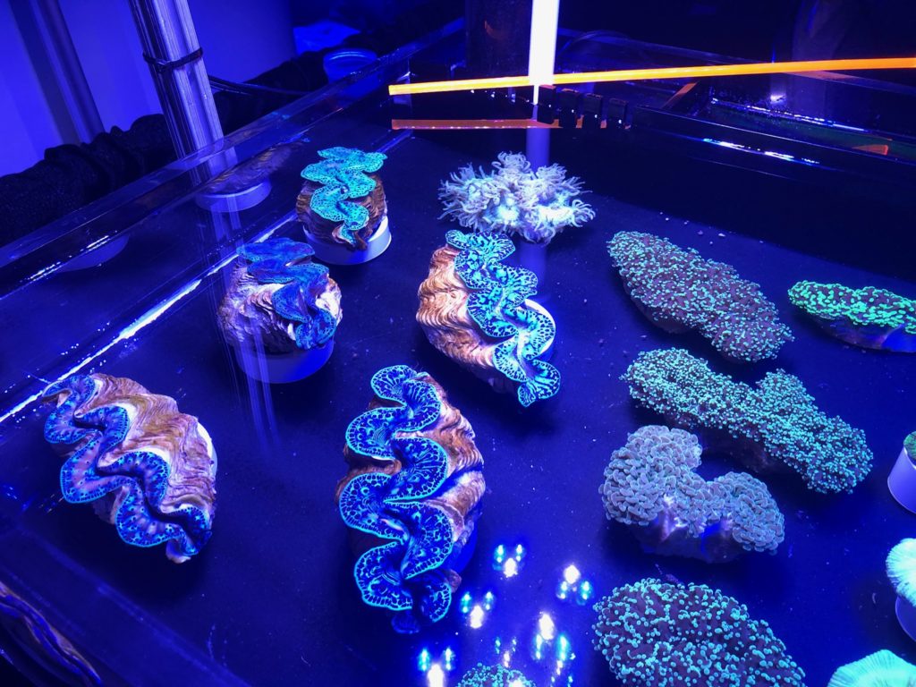 Tridacna clams in Aquashella