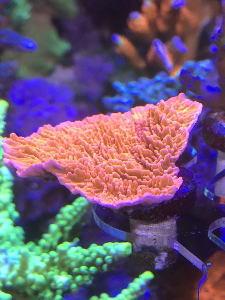 mdntipora cap