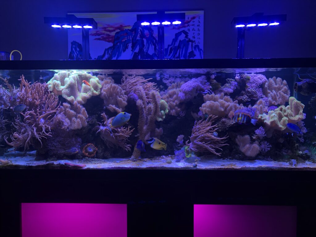 180 gallon tank with hydra 52