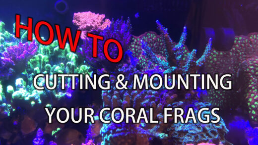 how to cut and mount sps corals