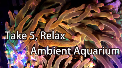 take five relax with aquarium ambient