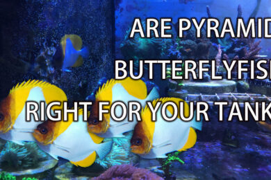 Are pyramid butterfly fish right for your tank