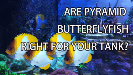 Are pyramid butterfly fish right for your tank