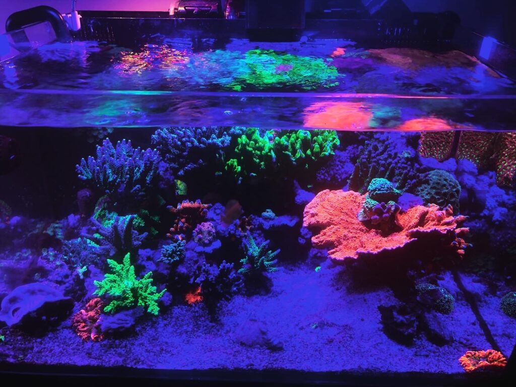 montipora colony