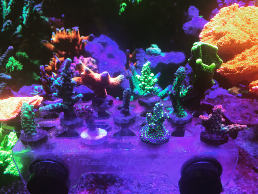 coral frags, sps, stony corals, acropora, mdntipora